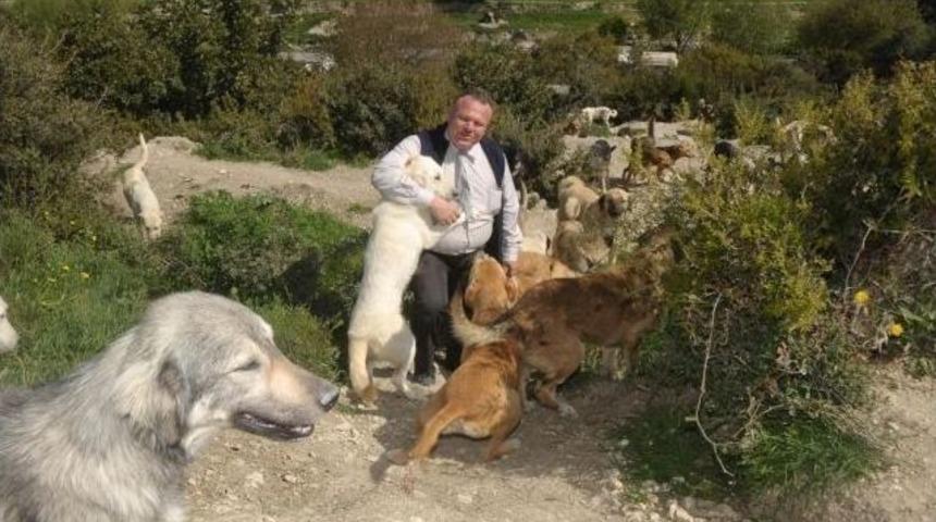 Tatilde Hevesle Alınan Hayvanların &Ccedil;oğu Terkediliyor