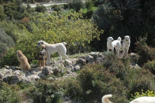 Tatilde Hevesle Alınan Hayvanların Çoğu Terkediliyor