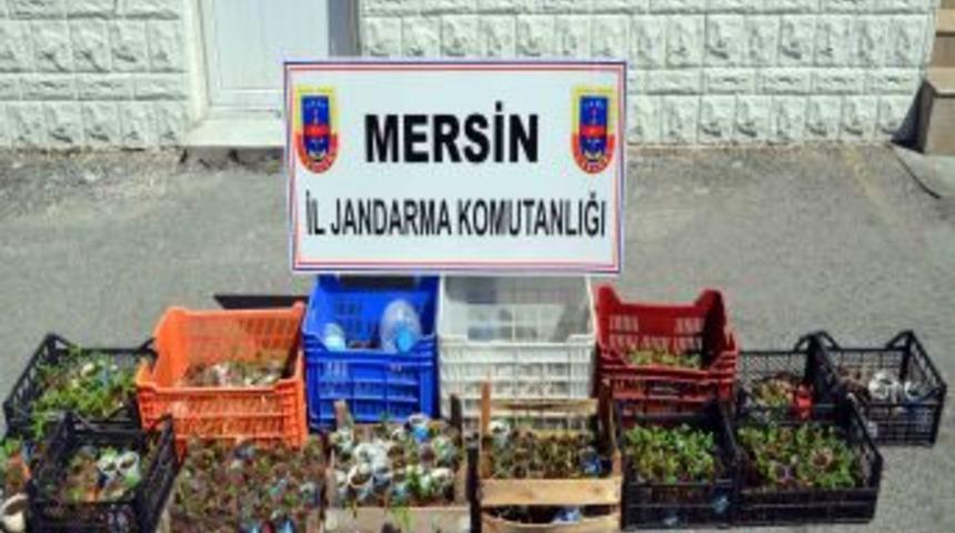 Saksıda Uyuşturucu Yetiştirmişler
