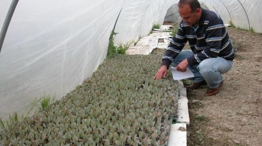 Muğla&rsquo;da Katma Değeri Y&uuml;ksek Sebze &Uuml;retim &Ccedil;alışmaları Başladı