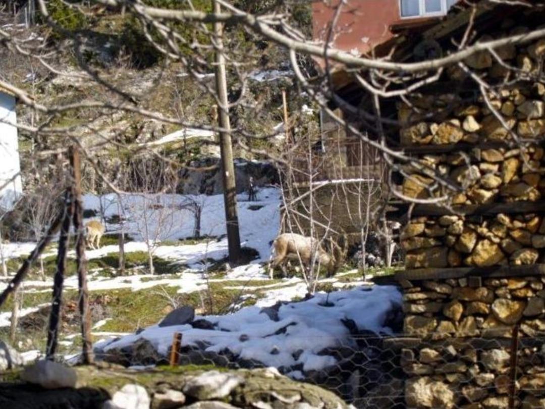 Geyiklerin Otları Yandı