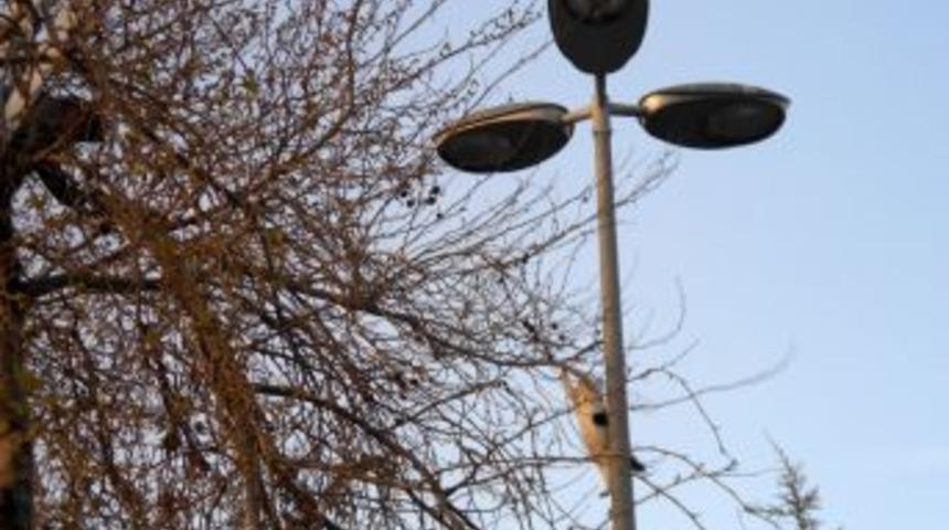 Ağa&ccedil;ta Mahsur Kalan Kediyi Vatandaşlar Kurtardı