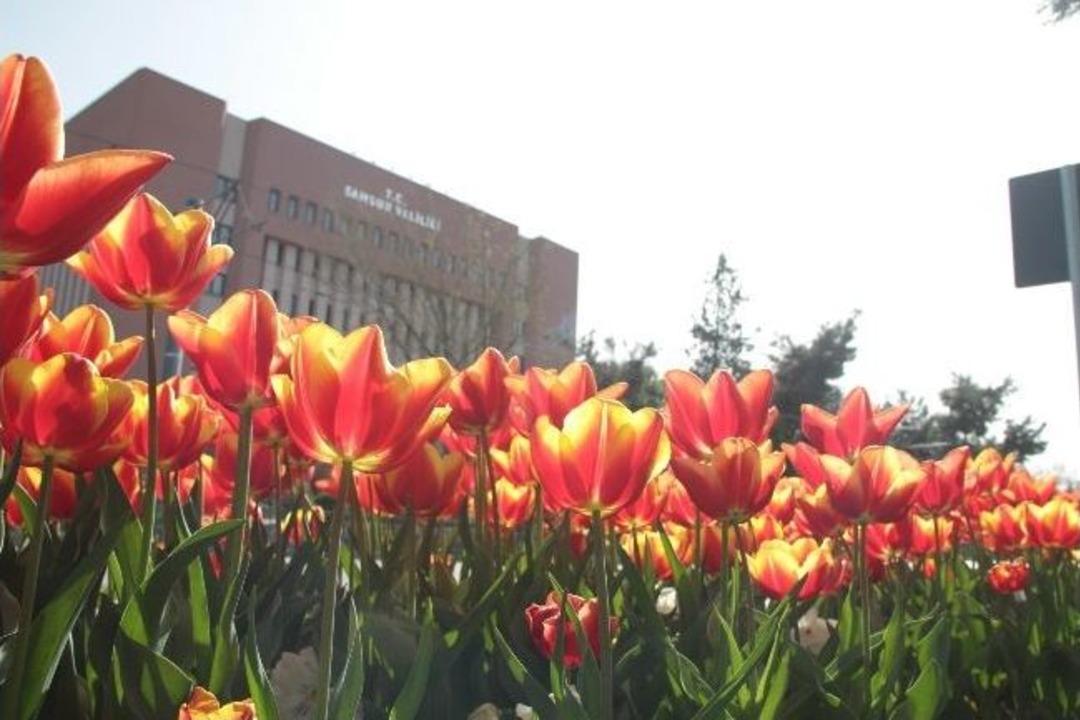 Samsun&rsquo;da Lale Zamanı