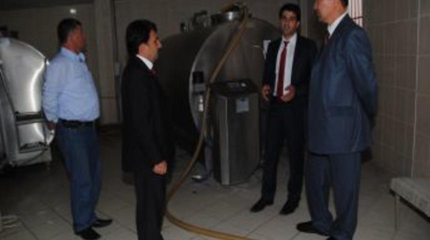 'Babadan Kalma Y&ouml;ntemle S&uuml;t&uuml;m&uuml;z&uuml; AB'ye Satamayız'