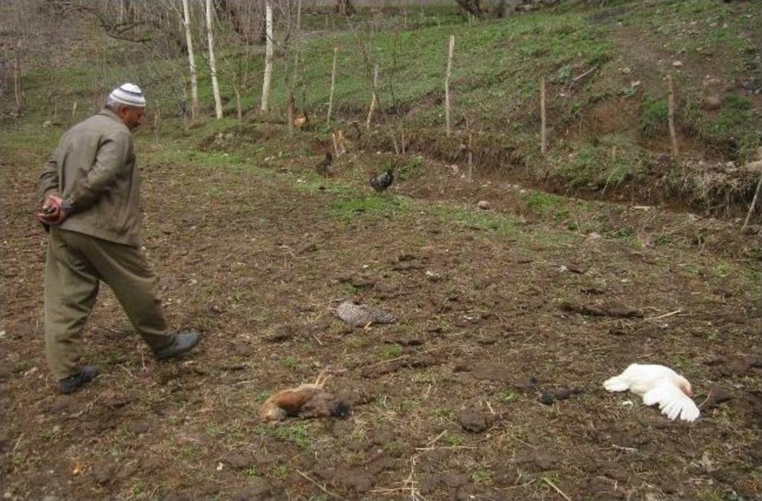 Hakkari&rsquo;de kuş gribi endişesi