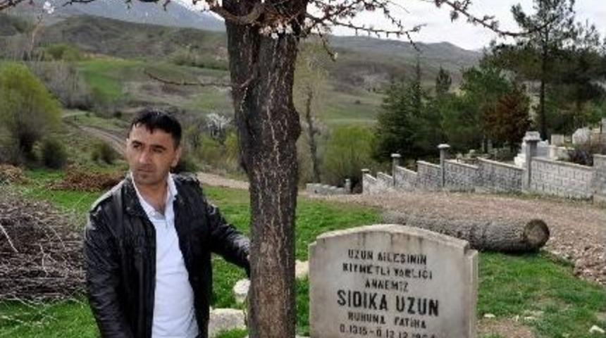 Mezarın &uuml;zerinde b&uuml;y&uuml;yen erik ağacı g&ouml;renleri şaşırtıyor