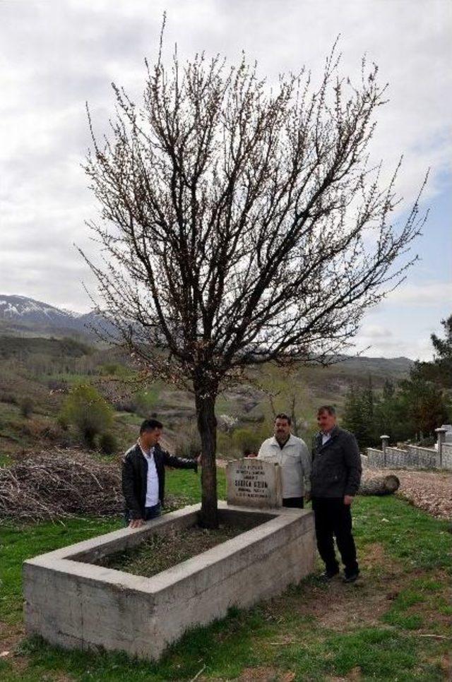 Mezarın üzerinde büyüyen erik ağacı görenleri şaşırtıyor