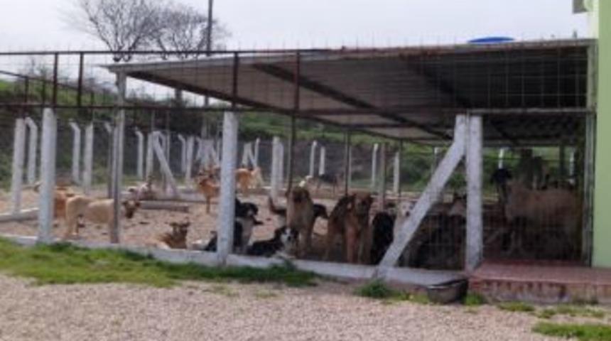 Hayvan barınağı ilgi bekliyor