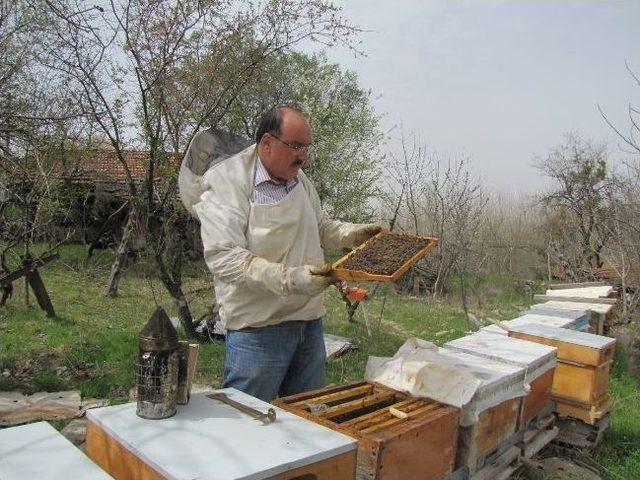 Bal Arılarında Ve Kovanlarda İlkbahar Bakımı