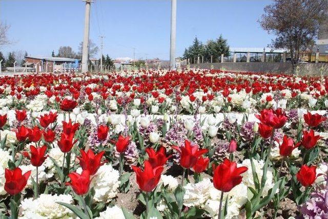 Burdur Lalelerle Süslendi