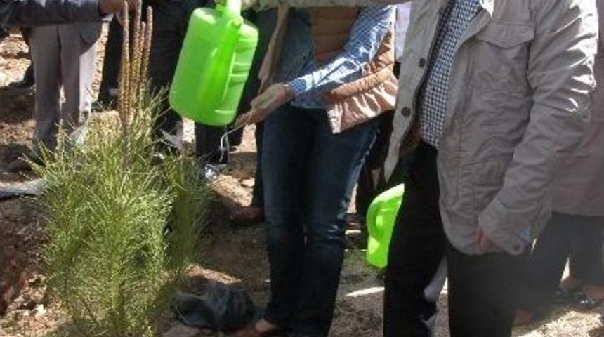 Muğla&rsquo;da G&ouml;n&uuml;l El&ccedil;ileri Ormanı