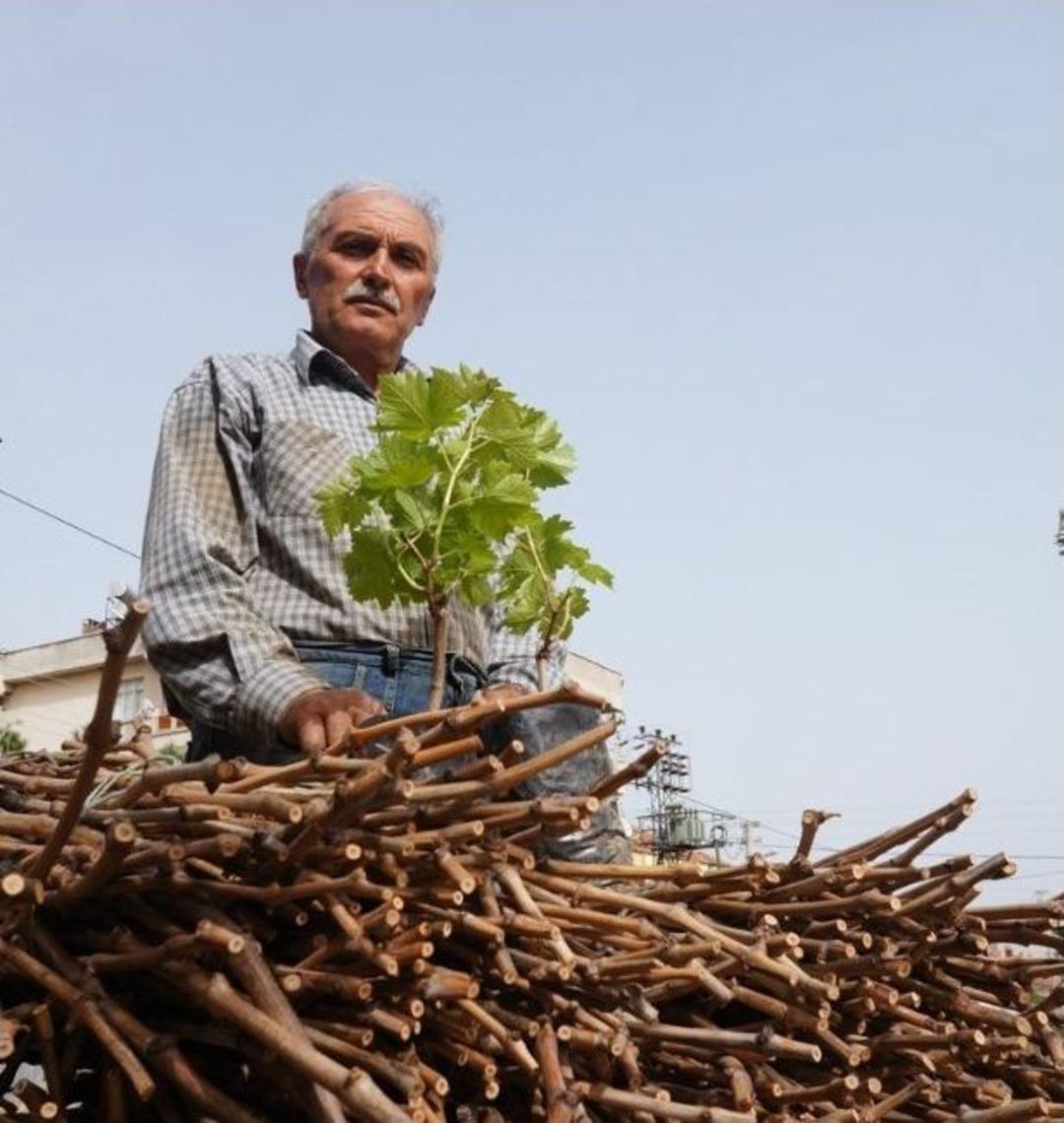 Sarıg&ouml;ll&uuml; &Ccedil;ift&ccedil;i, Kaliteli &Uuml;z&uuml;m &Ccedil;ubuğu İ&ccedil;in &Ccedil;iftlik Kurdu