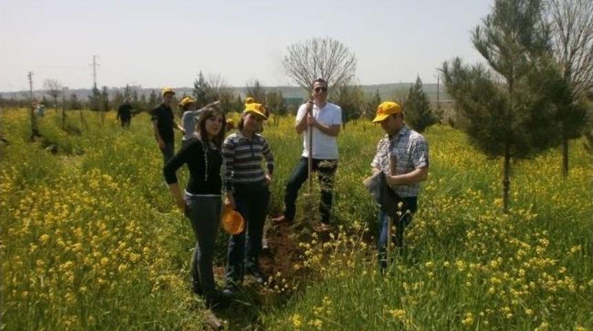 Barış S&uuml;recine Destek İ&ccedil;in Fidan Dikildi