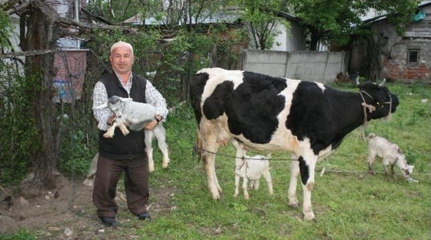 İnek, Oğlaklara Annelik Yapıyor