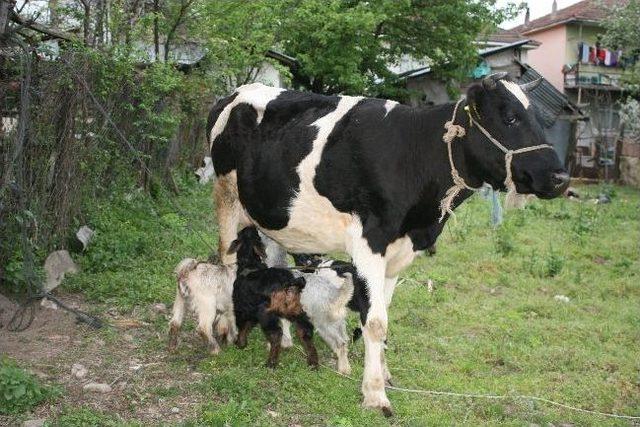 İnek, Oğlaklara Annelik Yapıyor