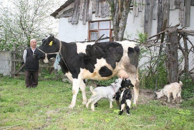 İnek, Oğlaklara Annelik Yapıyor