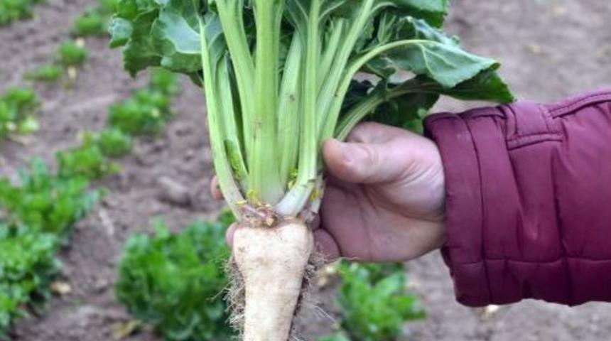 Şeker Pancarı Kış Aylarında Da Ekilebilecek