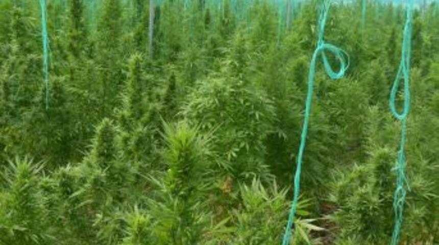 Serada 9 Bin 700 K&ouml;k Hint Keneviri Ele Ge&ccedil;irildi