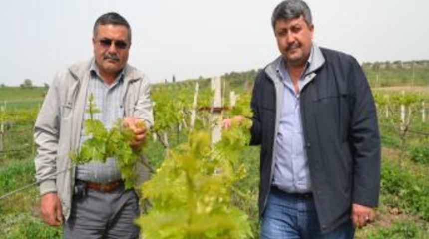 Saruhanlı &Uuml;z&uuml;m&uuml;nde Y&uuml;zde 40 Rekolte Kaybı Bekleniyor