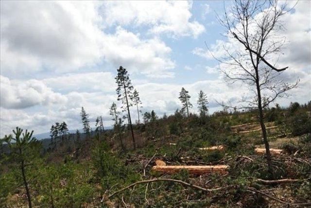 Genel Müdür Yardımcısı Temir, Kastamonu’ya Geldi