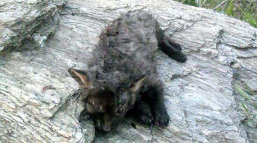 S&ouml;ke'de canavar s&ouml;ylentisi!