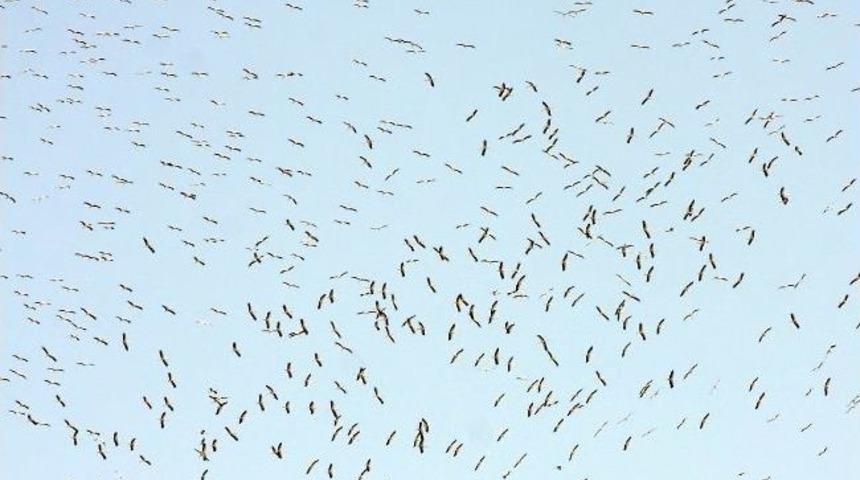 S&uuml;z&uuml;len G&ouml;&ccedil;men Kuşlar G&ouml;zlem G&uuml;n&uuml;