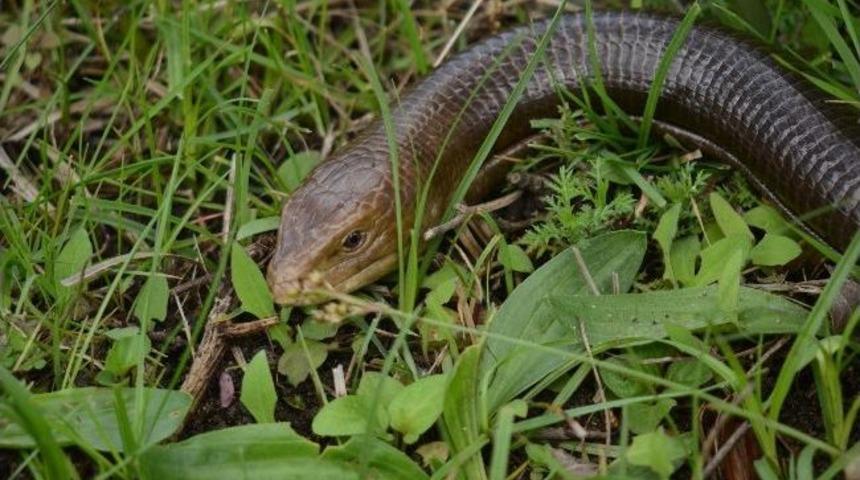 Yılan Zannedilip &Ouml;ld&uuml;r&uuml;len Ayaksız Kertenkelelerin Nesli Tehlike Altında