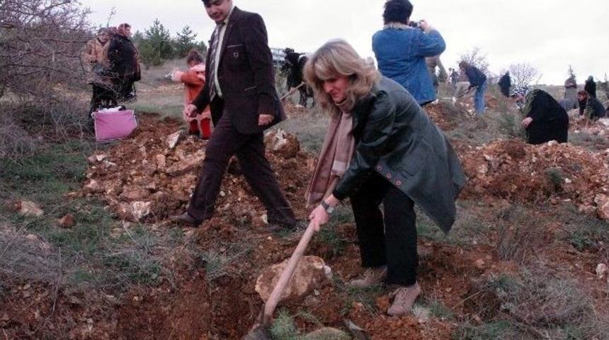Ak Parti Kadınlar Hatıra Ormanı Fidan Dikimi Yapıldı