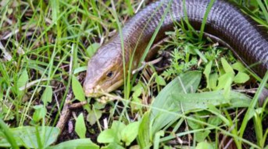 Ayaksız Kertenkeleler Zehirli Yılan Zannedilip &Ouml;ld&uuml;r&uuml;l&uuml;yor