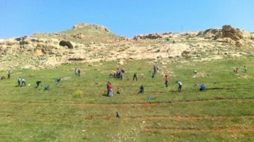 Ses&rsquo;ten Ağa&ccedil; Dikme Etkinliği