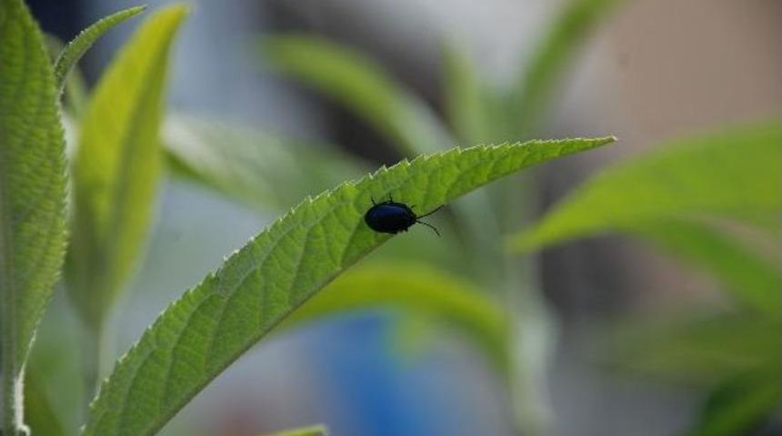 Rize&rsquo;nin &Ccedil;ayeli İl&ccedil;esi&rsquo;nde Yeni Bir B&ouml;cek T&uuml;r&uuml;ne Rastlandı