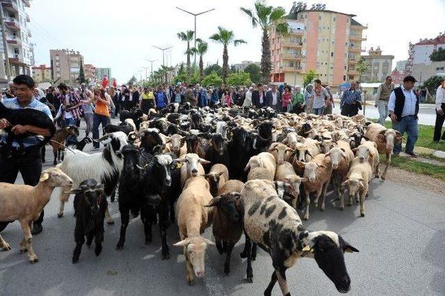 Antalya Caddelerinde Yörük Göçü