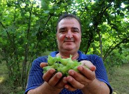 Arslantürk: Üretici fındığı piyasaya kontrollü indirmeli