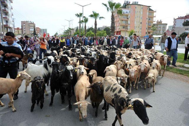 Antalya'da Temsili İkinci Yörük Göçü Düzenlendi