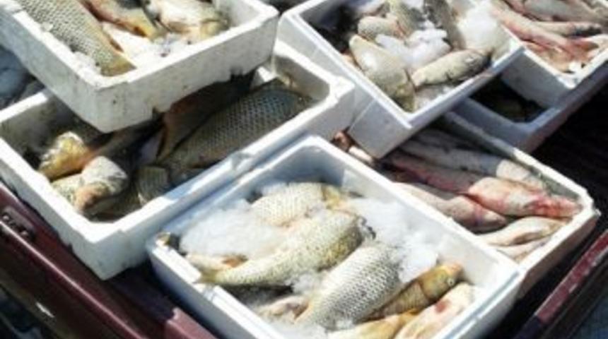 Av Yasağına Uymayan Balık&ccedil;ılar, Avlandı