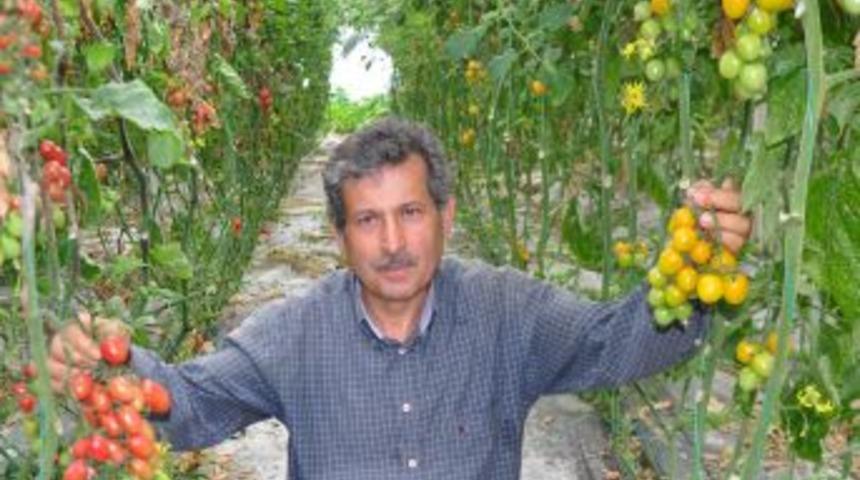 Alanya'da Yetişen Sarı Kırmızı Domatesler Galatasaray'a Uğur Getirecek