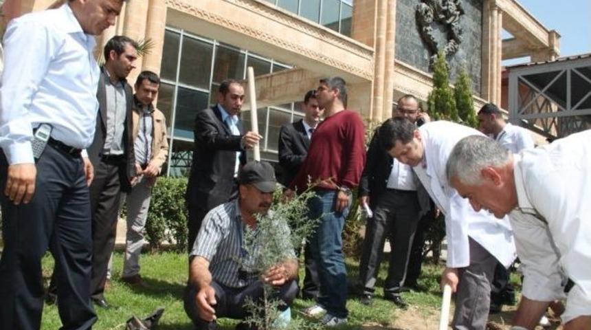 Cizre &Ccedil;ev-der 50 Fidanı Toprakla Buluşturdu