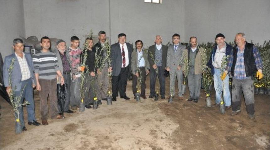 Soma'da 10 Bin Adet Zeytin Fidanı Dağıtıldı