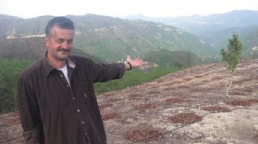 Espiyeli K&ouml;yl&uuml; K&ouml;y&uuml;nde Yaban Mersini Yetiştirmeye Başladı