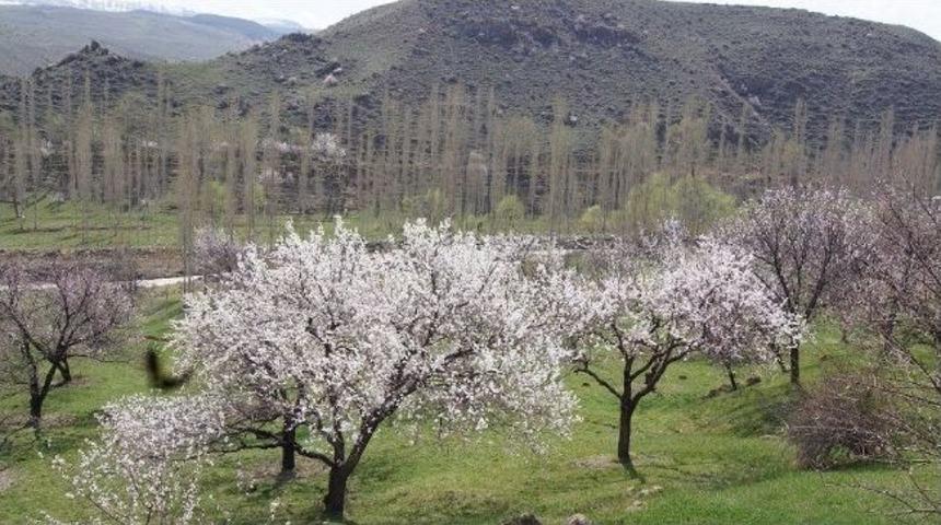 Kağızman Gelinliğini Giydi