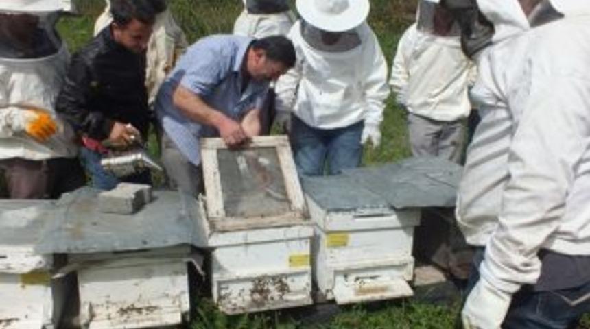 Kasımlı'da arıcılık kursu