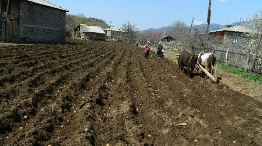 Posof&rsquo;ta G&ouml;&ccedil; Ve Mazot Zamları &Ccedil;ift&ccedil;iliği Bitirme Noktasına Getirdi