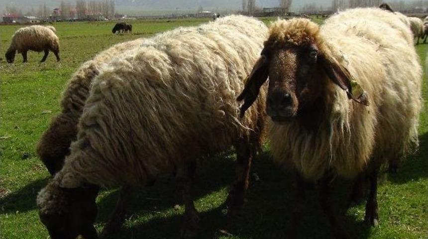 Bitlis&rsquo;te Hayvanlar Meralara &Ccedil;ıktı