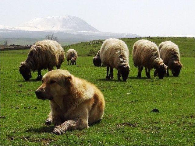 Bitlis’te Hayvanlar Meralara Çıktı