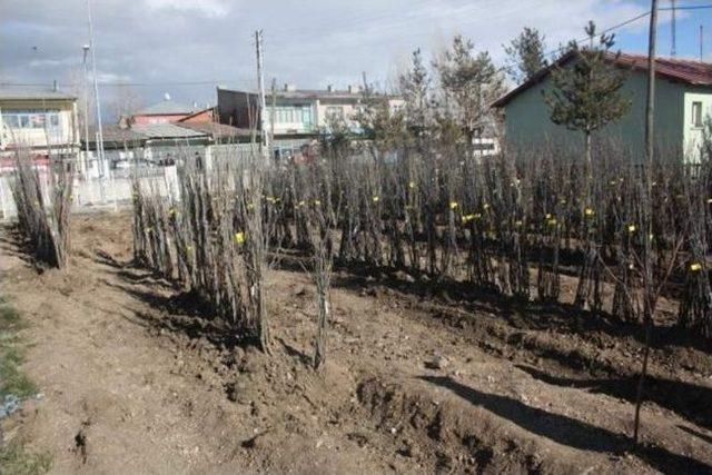 Selim Kaymakamlığı’nca Camilere Meyve Ağacı Dağıtıldı