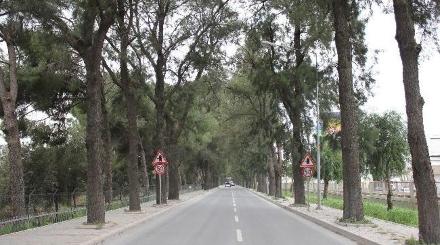 Demir Ağa&ccedil;larına "hayat &Ouml;p&uuml;c&uuml;ğ&uuml;"