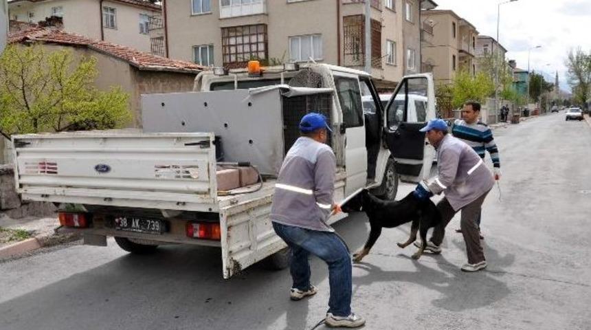 Saldırgan K&ouml;peğin Sonu, Barınak Oldu