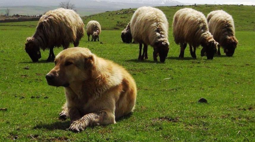 Zorlu Bir Kış Ge&ccedil;iren Bitlis'te 7 Aydır Ahırda Bekleyen Hayvanlar Meraya &Ccedil;ıktı