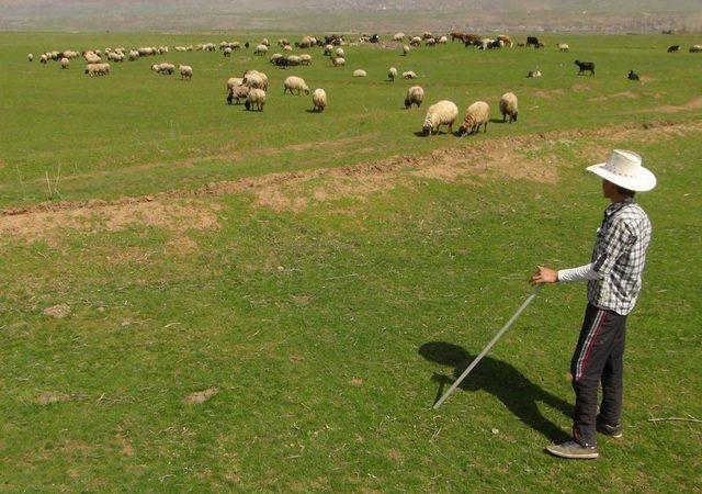 Zorlu Bir Kış Geçiren Bitlis'te 7 Aydır Ahırda Bekleyen Hayvanlar Meraya Çıktı