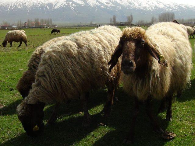 Zorlu Bir Kış Geçiren Bitlis'te 7 Aydır Ahırda Bekleyen Hayvanlar Meraya Çıktı